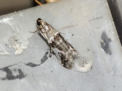 Pseudacrobasis tergestella