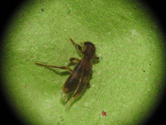 Opilo domesticus