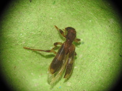 Opilo domesticus