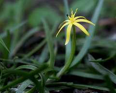 Heteranthera dubia