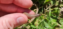 Delma tincta