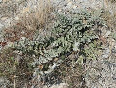 Psephellus declinatus