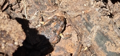 Uperoleia laevigata