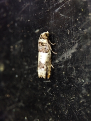 Epinotia thapsiana