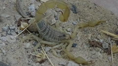 Mesobuthus phillipsi