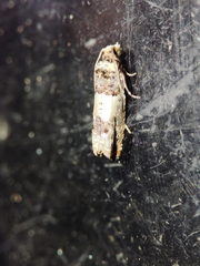 Epinotia thapsiana