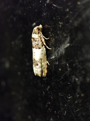 Epinotia thapsiana