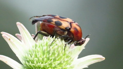 Macrosiagon octomaculata