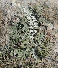 Psephellus declinatus