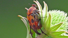 Macrosiagon octomaculata