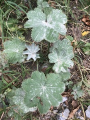 Alchemilla