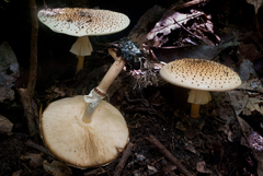 Echinoderma hemisclerum