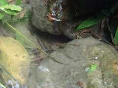 Macrobrachium asperulum