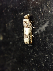 Epinotia thapsiana