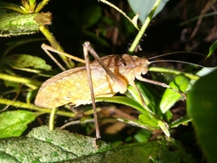 Mecopoda niponensis