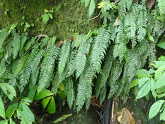 Hymenasplenium pubirhizoma