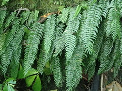 Hymenasplenium pubirhizoma
