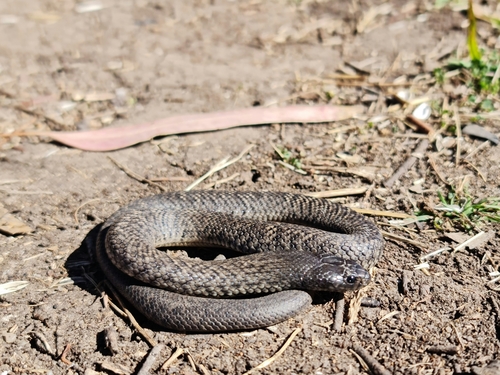 Blue-bellied Black Snake sighting