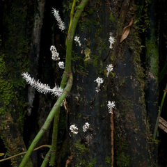 Xylaria comosa