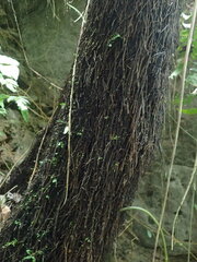 Sphaeropteris lepifera