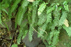 Hymenasplenium pubirhizoma