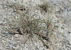 Jurinea stoechadifolia