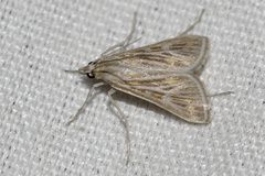 Arnia nervosalis