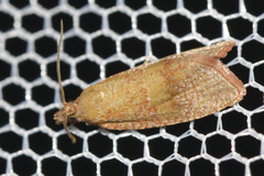 Celypha rosaceana