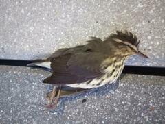 Parkesia noveboracensis