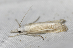 Metacrambus pallidellus