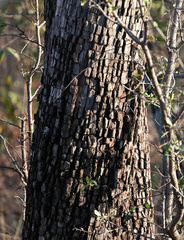 Diospyros quiloensis