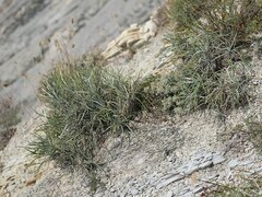 Jurinea stoechadifolia