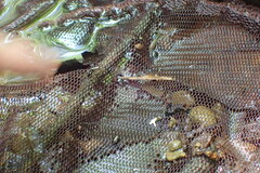 Rhinogobius candidianus