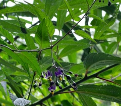 Solanum pittosporifolium