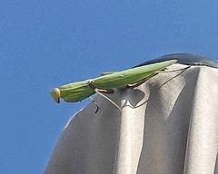 Hierodula transcaucasica