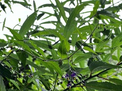 Solanum pittosporifolium