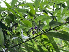 Solanum pittosporifolium