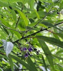 Solanum pittosporifolium