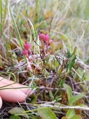 Andromeda polifolia polifolia