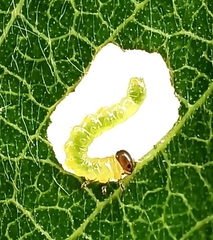 Euura pavida