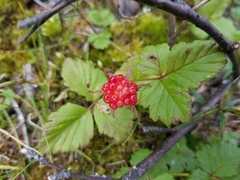 Rubus arcticus acaulis