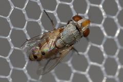 Craticulina tabaniformis