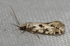 Nemapogon nevadella