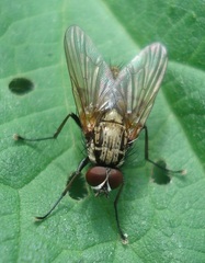 Hydrophoria lancifer