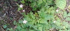 Geranium robertianum