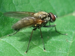 Hydrophoria lancifer