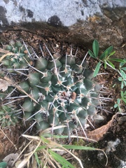 Mammillaria winterae