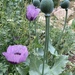 Opium Poppy - Photo (c) Sascha Ethelberg, some rights reserved (CC BY-NC), uploaded by Sascha Ethelberg