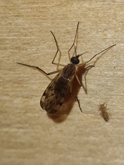 Sylvicola fenestralis