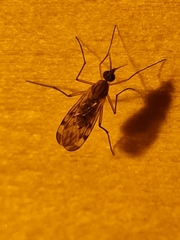 Sylvicola fenestralis